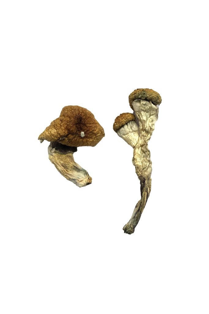 Magic Mushrooms & Psilocybin Edibles