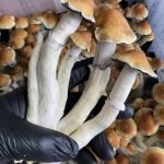 Tidal Wave Magic Mushrooms