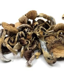 Golden Teachers Magic Mushrooms